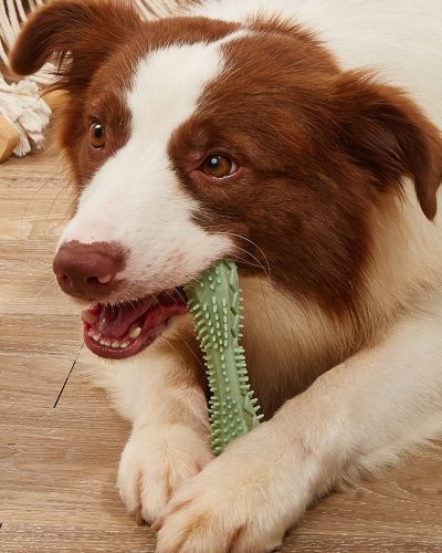 Dog Dental Chew Toy – Teeth Cleaning & Interactive Treat Toy