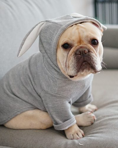 Dog Clothing For Autumn