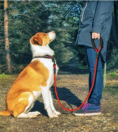 Reflective Dog Leash: Better Than A Retractable Dog Leash