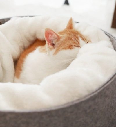 Cozy Cat Bed with Detachable Nest – Enclosed Pet Bed for Cats & Small Pets