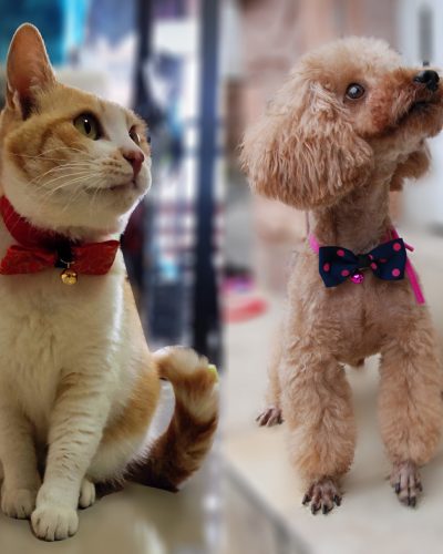 Adjustable Dog & Cat Bow Tie with Bell – Stylish Pet Collar Accessory