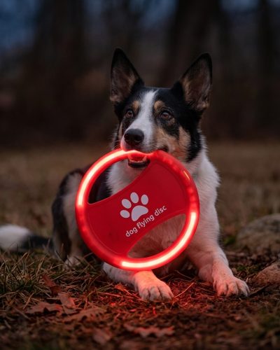 Glowing Dog Flying Disc
