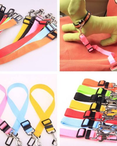 Colorful Dog Training Leash