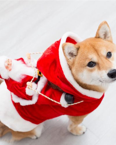 Christmas Elf Dog Sweater – Festive Holiday Pet Costume