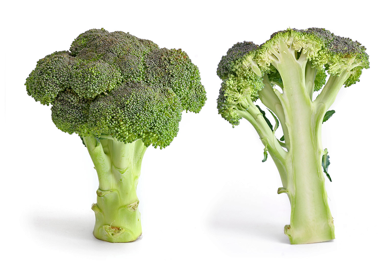Broccoli for Labradors - plain vegetables Labradors can eat in small amounts
