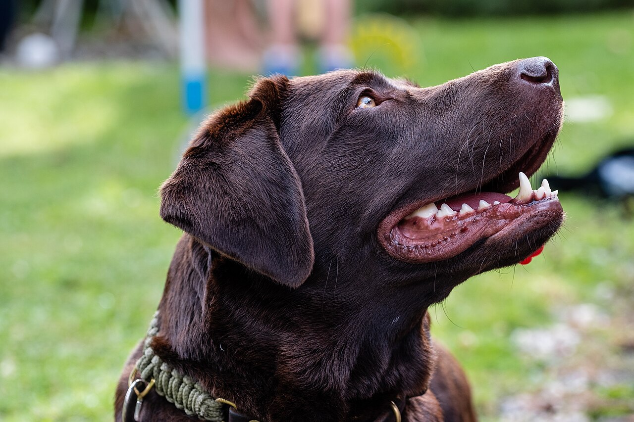Chocolate Labrador portrait - Labradors can eat vegetables as occasional treats