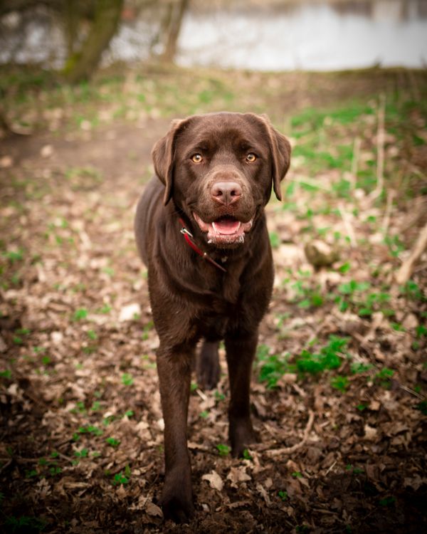Chocolate Labrador Retriever on a hiking trail near water