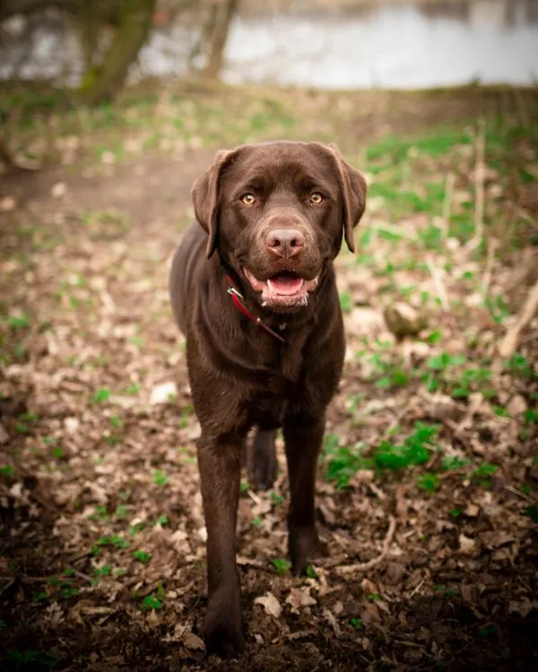 Chocolate Labrador Retriever on a hiking trail near water