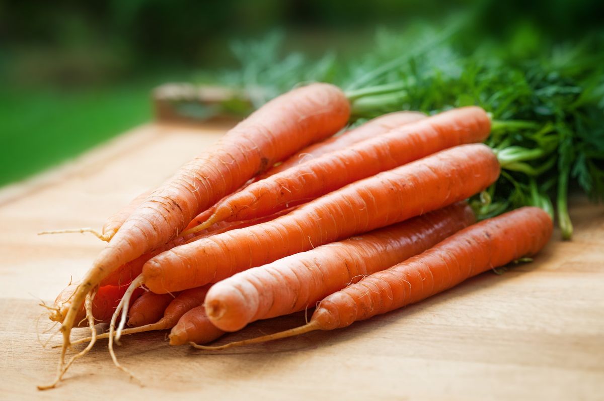 Carrots for Labradors - safe vegetables Labradors can eat raw or cooked