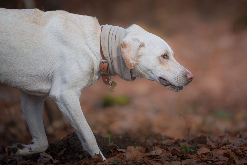 Are Labs Good Hiking Dogs? Guide for Owners