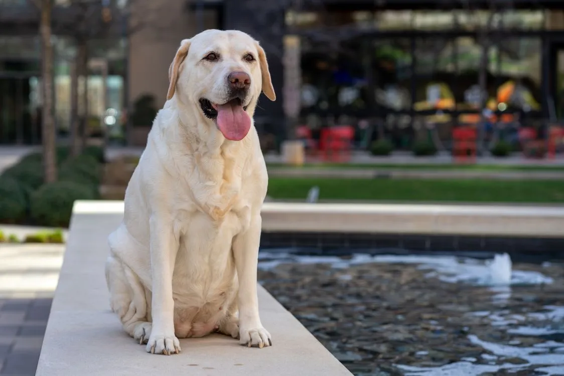 Labrador Retriever resting by water on a hike